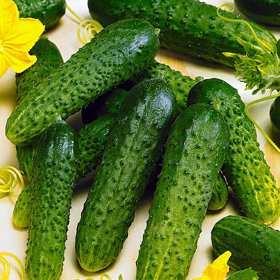 Огурец Седрик