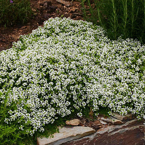 Тимьян ранний Альбифлорус