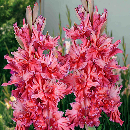 Фото Гладиолус Чеширский Кот