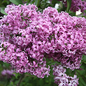 Сирень китайская Саугеана