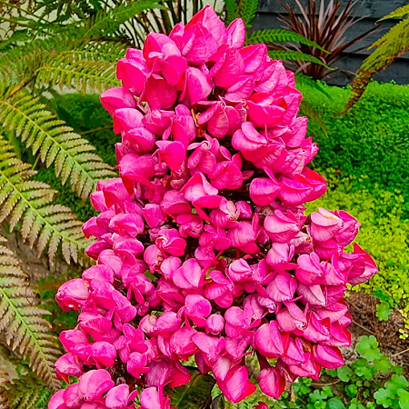 Фото Флокс метельчатый Бутоник