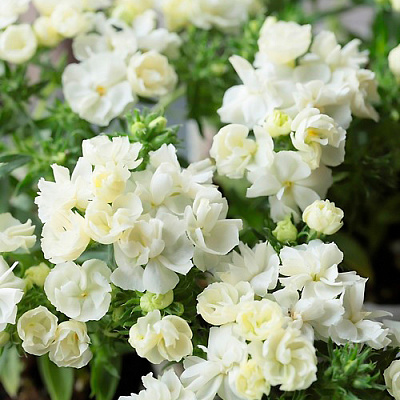 Флокс друммонда махровый белый