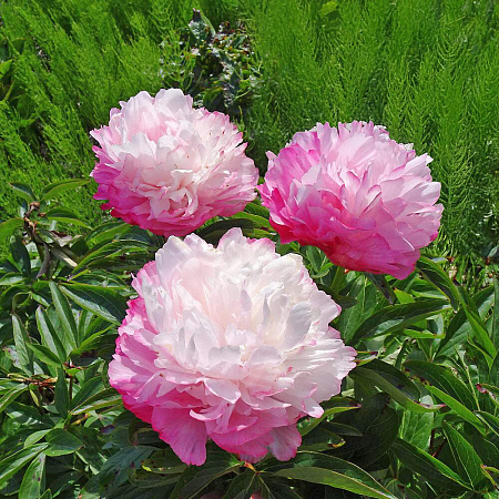 Фото Пион травянистый Джокер