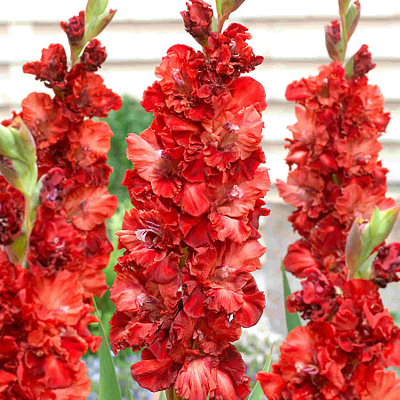 Фото Гладиолус Омск