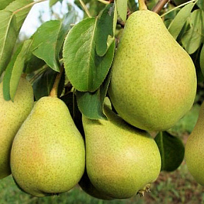 Груша Северянка
