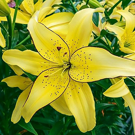 Фото Лилия ОА-гибрид Филдз ов Голд