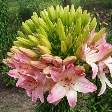 Фото Лилия азиатская Марлен