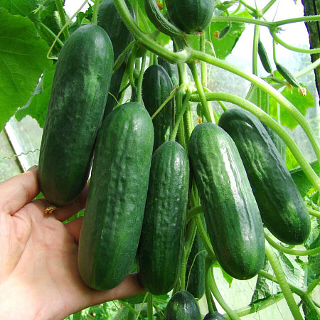 Фото Огурец Шерпа F1
