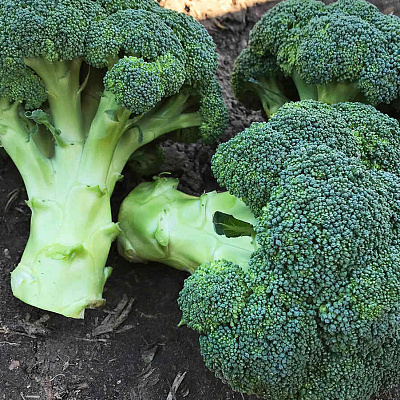 Капуста брокколи Миконос F1 12шт