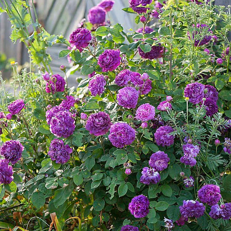 Фото Роза галльская (французкая) Кардинал де Ришелье