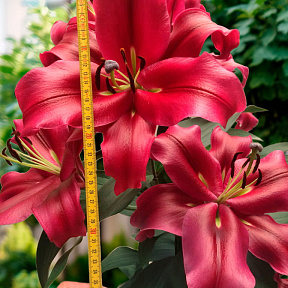 Лилия ОТ-гибрид Палаццо