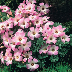 Кислица железистолистная