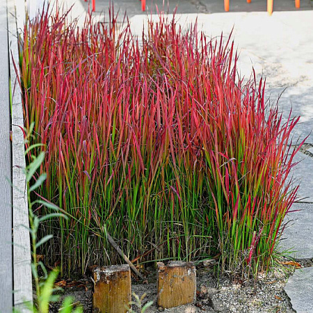 Фото Императа цилиндрическая Ред Барон