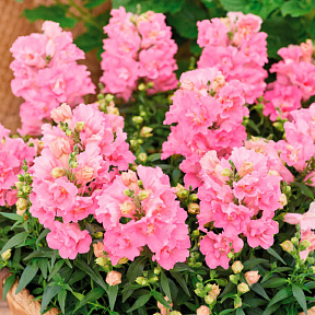 Львиный зев Твинни роуз