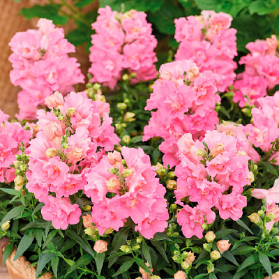 Львиный зев Твинни роуз