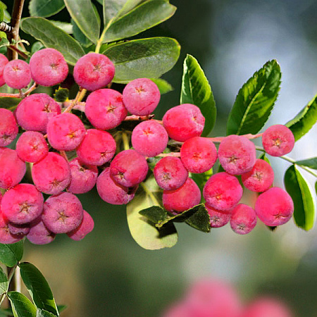 Фото Рябина Гранатная