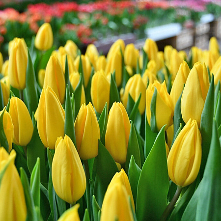 Фото Тюльпан триумф Стронг Голд