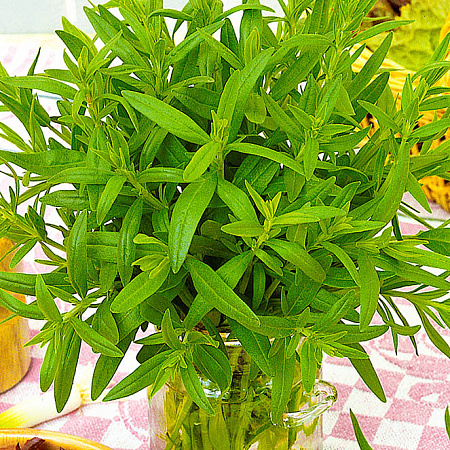 Фото Иссоп лекарственный