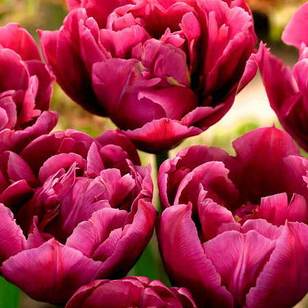 Фото Тюльпан махровый ранний Маргарита