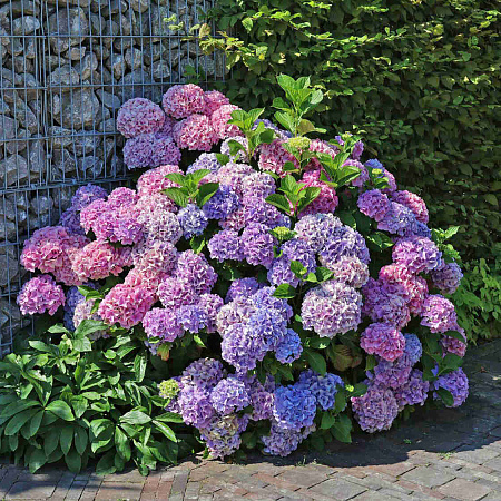 Фото Гортензия крупнолистная Букет Роуз