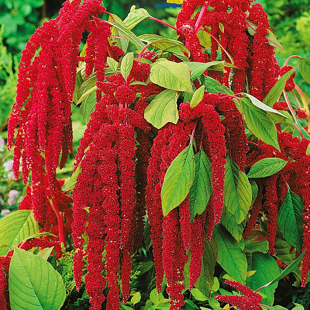 Фото Амарант хвостатый Красный