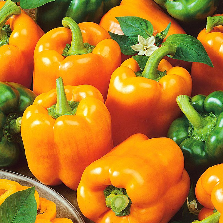 Фото Перец сладкий Оранжевое чудо F1
