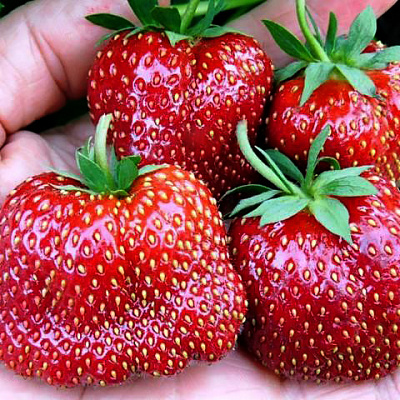 Саженцы земляники садовой Кармен