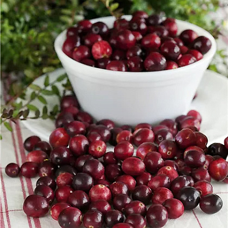 Фото Клюква Ред Стар