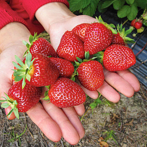 Земляника садовая Соловушка (в горшках)