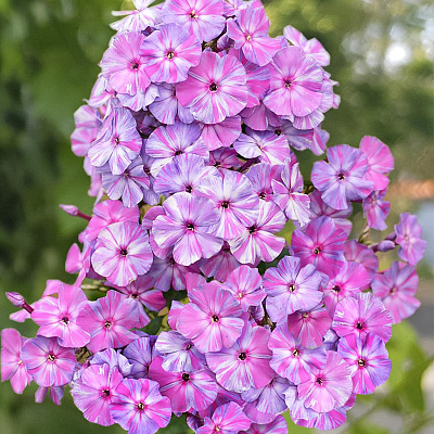 Флокс метельчатый Отэм Джой