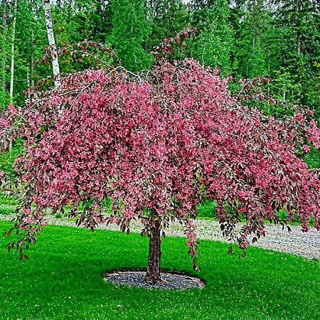 Фото Яблоня декоративная Зонтичная крупноплодная