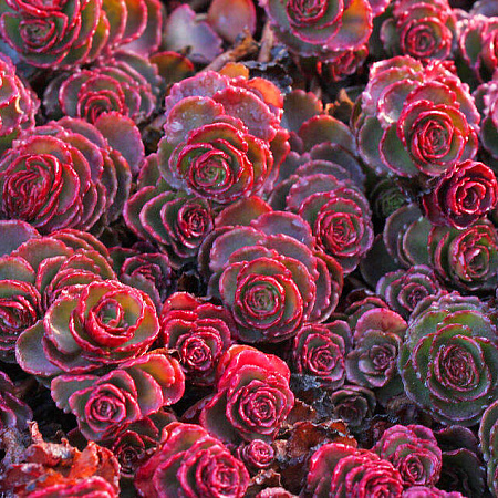 Фото Седум (очиток) ложный Драгонс Блад