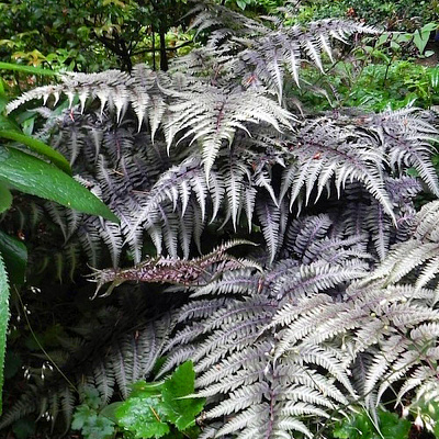 Кочедыжник ниппонский Металликум
