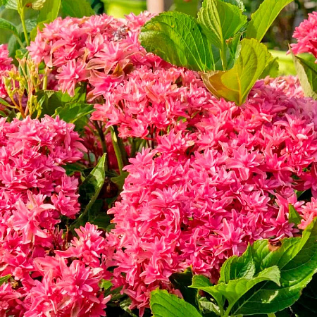 Фото Гортензия крупнолистная Принцесса Диана