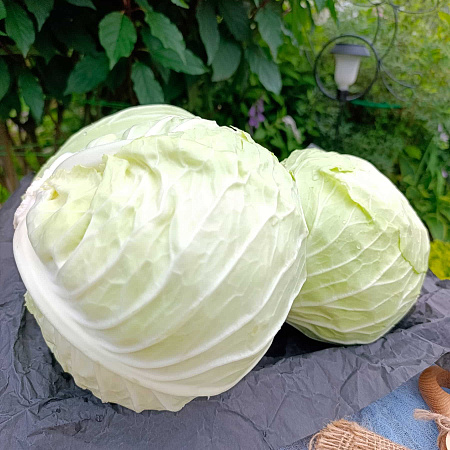 Фото Капуста белокочанная Аккорд F1
