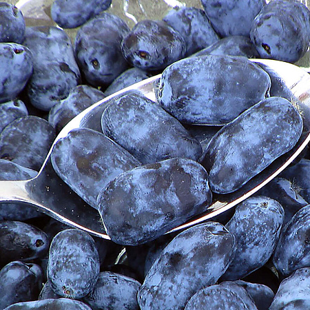 Фото Жимолость Индиго Трит