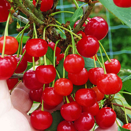 Фото Вишня кустовая Гномик