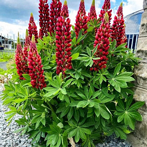 Люпин Рассел Красный