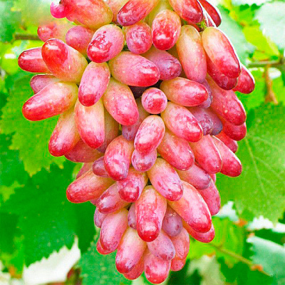 Виноград Юбилей Новочеркасска