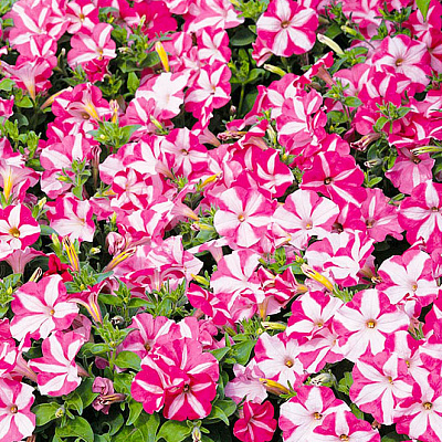 Петуния Капит Розовая звезда