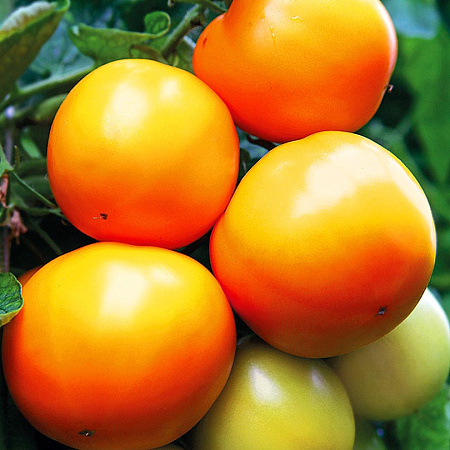 Фото Помидор Персик