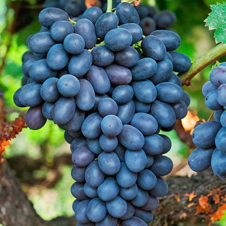 Фото Виноград Руслан