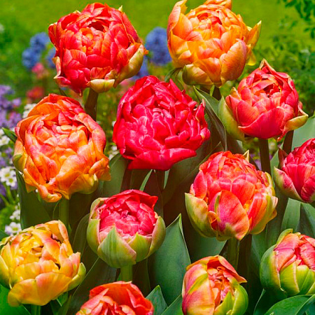 Фото Тюльпан махровый поздний Гудошник Дабл