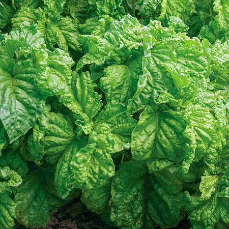 Фото Базилик Тоскана