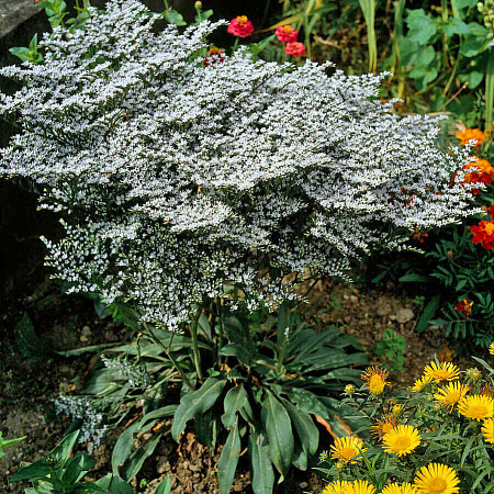 Фото Кермек татарский