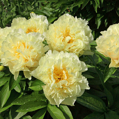 Пион Санни Герл