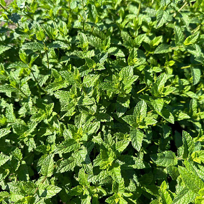 Мята Лимонная