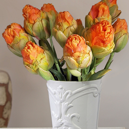 Фото Тюльпан махровый ранний Ле Лаванду