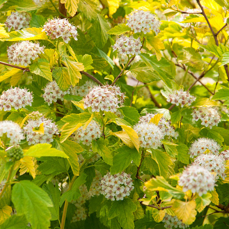 Фото Пузыреплодник Дартс Голд