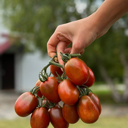 Фото Помидор Де Барао чёрный